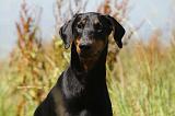 DOBERMANN 1151